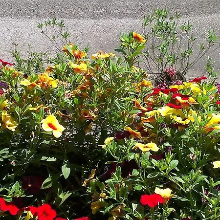 Sonneck Pensjonat Pfarrwerfen